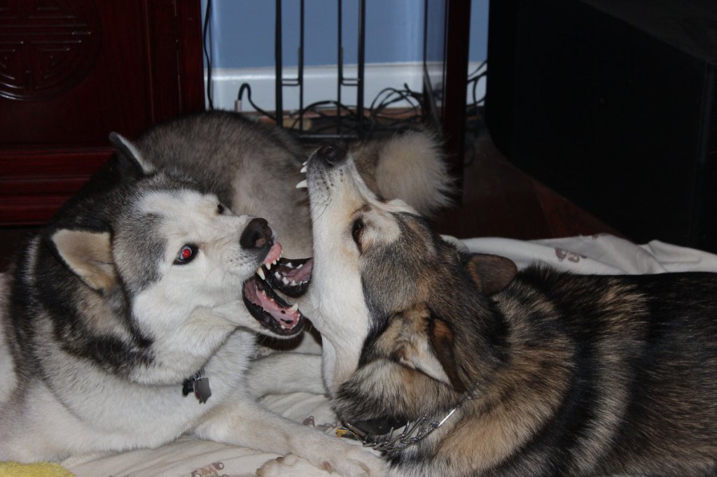 Haldern – Heaven Knows What (Record&nbsp;Review)